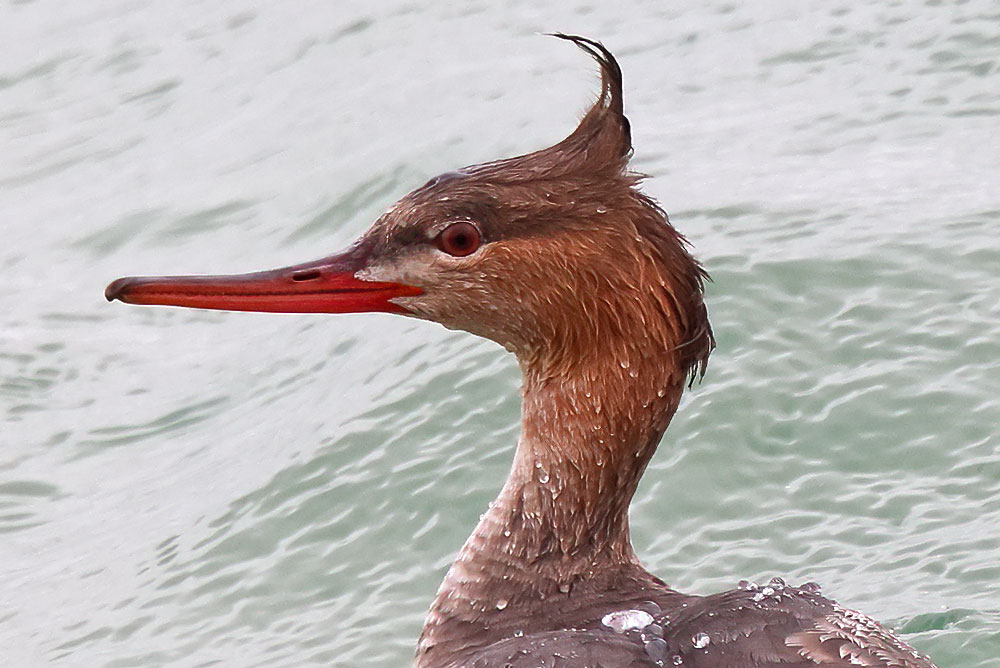 Red-breasted merganser